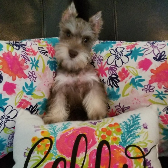 Meet your Posher, Justin - Picture 1 of 1